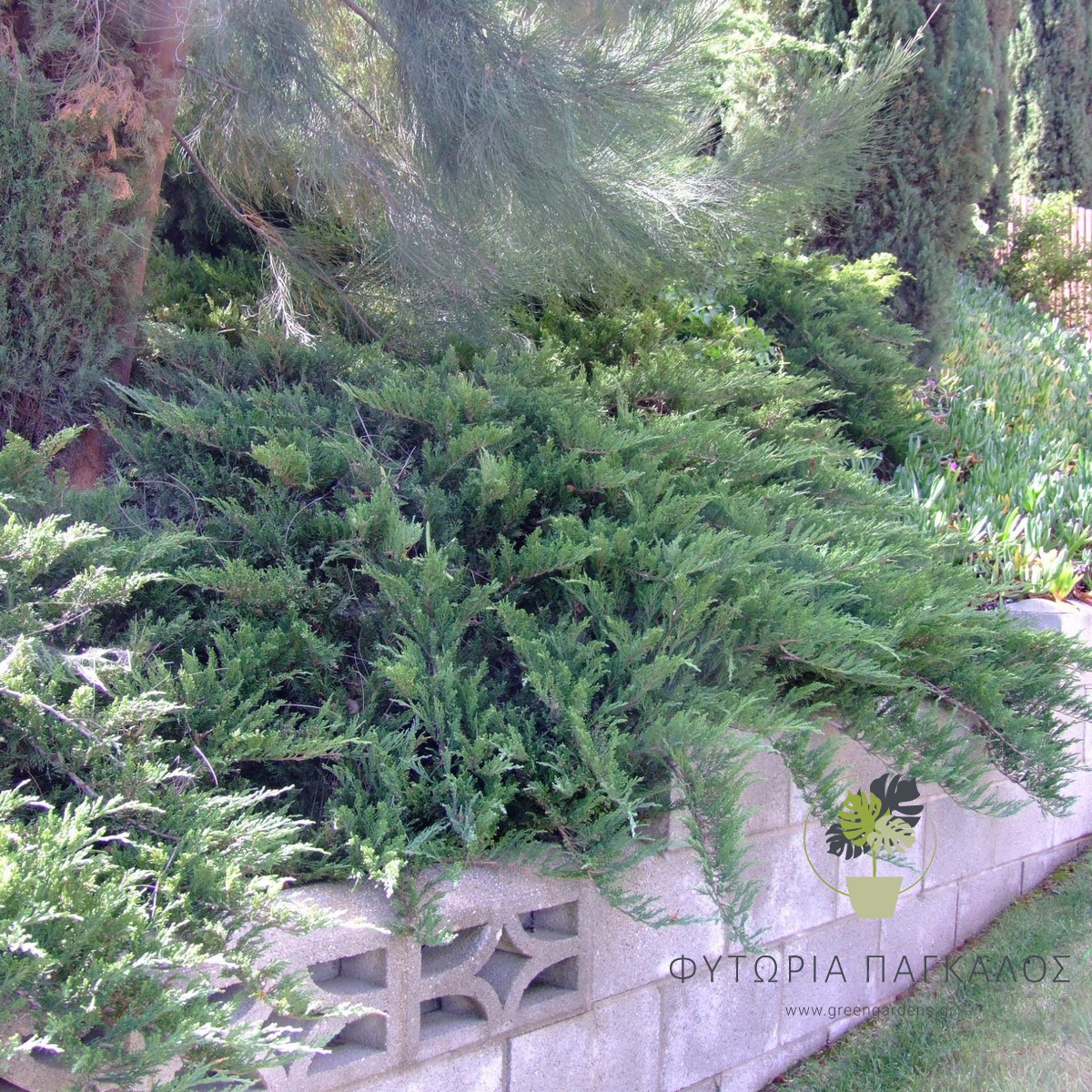 🌲 ΓΙΟΥΝΙΠΕΡΟΥΣ – Juniperus sp - 2